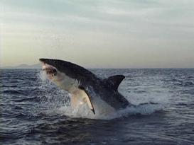 tiburon-blanco-foto.jpg